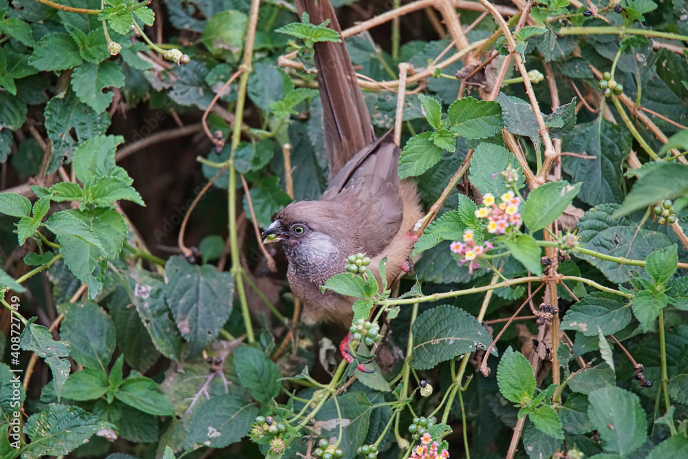 Obraz premium Speckled mousebird (Colius striatus) is eating lantana fruit. Large numbers of animals migrate to the Masai Mara National Wildlife Refuge in Kenya, Africa. 2016.