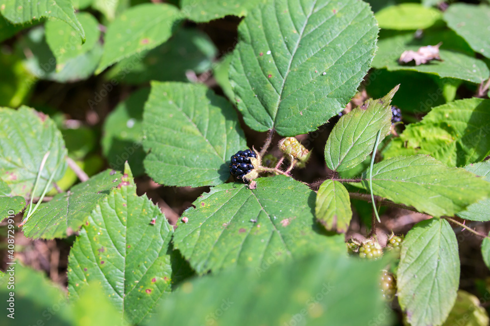 Blackberry growing in the forest. Healthy food. Eco-friendly concept.