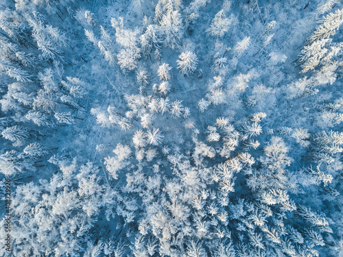 Snow in forest. Moscow region landscape. Aerial view © Crazy nook