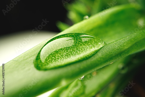 Close up of succulent leaves with drops of water