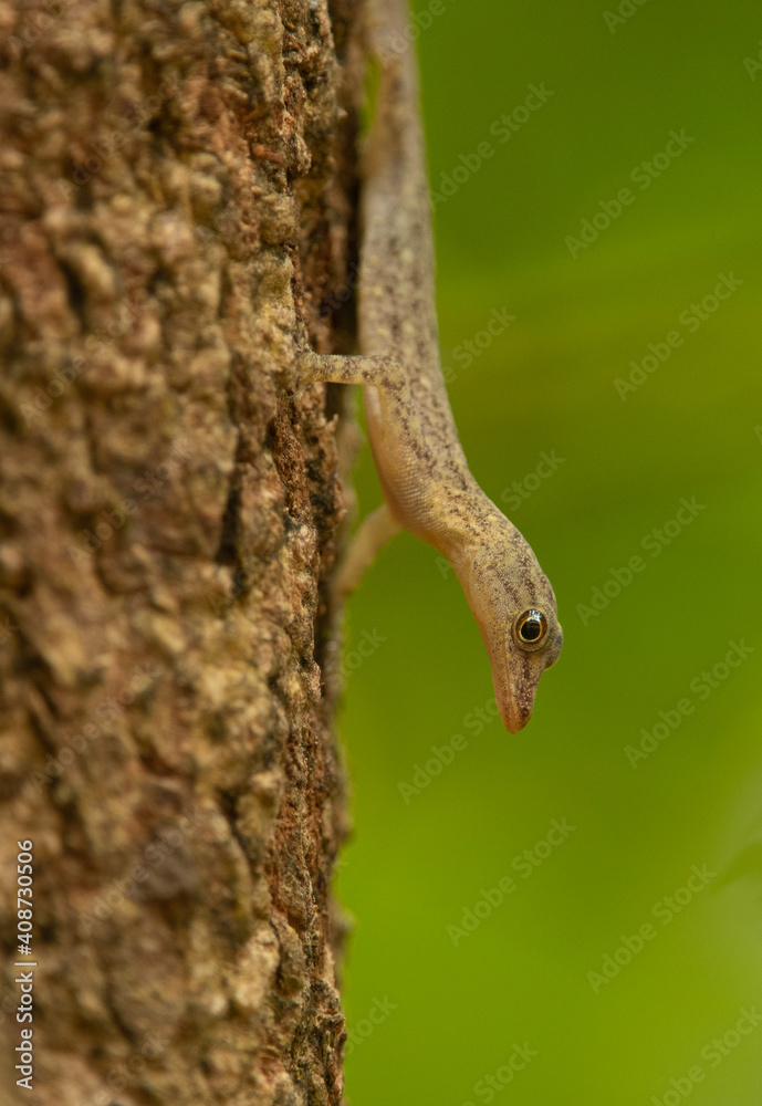 tree lizard