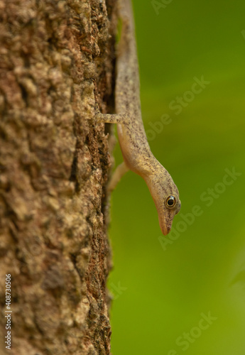 tree lizard