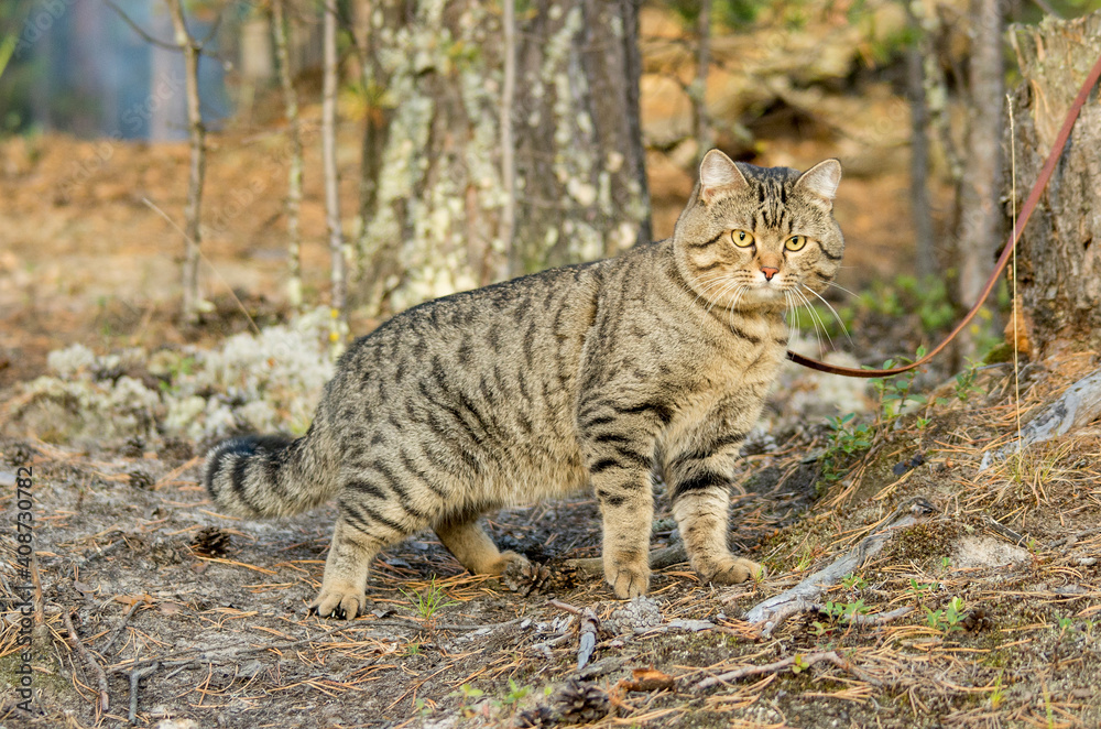 A pet cat on a walk in a pine forest.