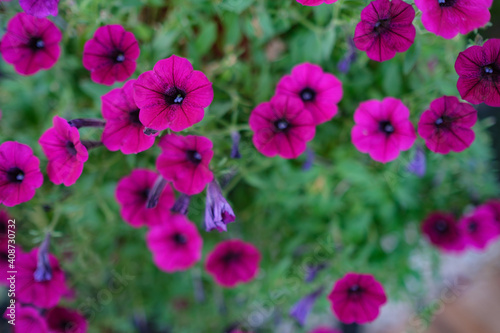 Beautiful small pink and purple flowers with green leaves