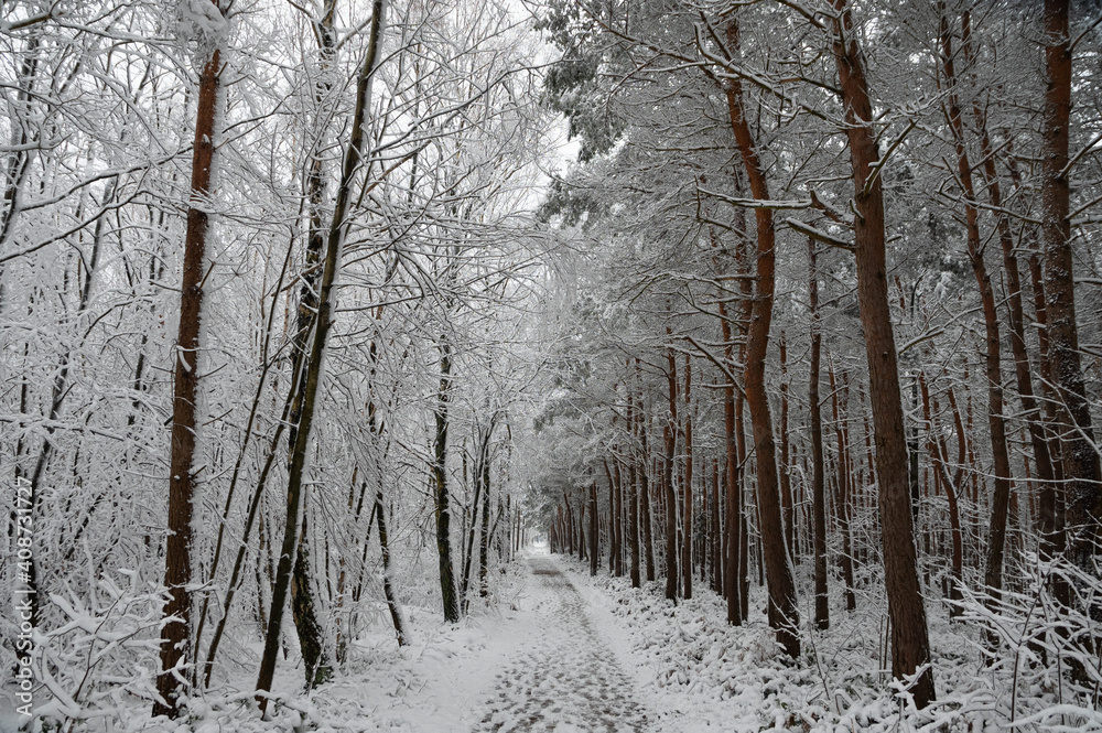 Langer verschneiter Weg im Wald Langer verschneiter Weg im Wald