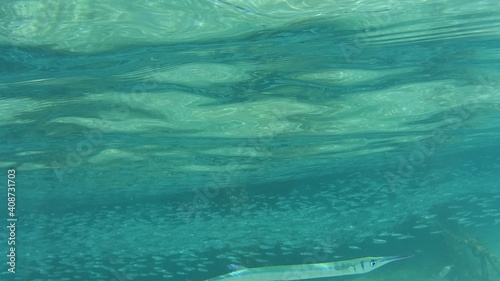 マレーシア　ガヤ島の海と魚 photo