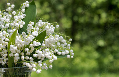 Spring flower lily of the valley ecological background