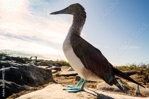 Ecuador, Galapagos Islands, Profile of blue-footed Booby standing on rock