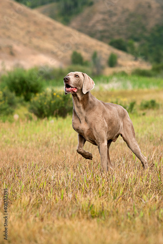 A grey Weimaraner standing with one paw up in high grass. photo