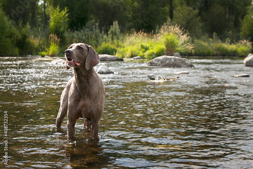 Grey Weimaraner standing in water. - dogs photo