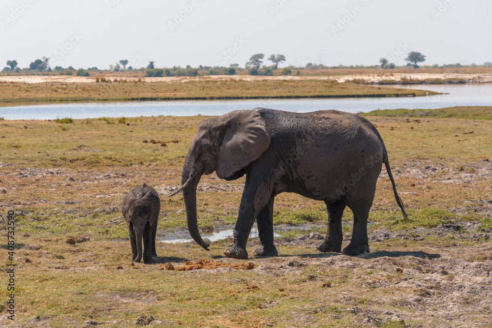 Obraz premium African Elephant mother take care about small baby in Chobe river National Park, Botswana. Africa safari wildlife