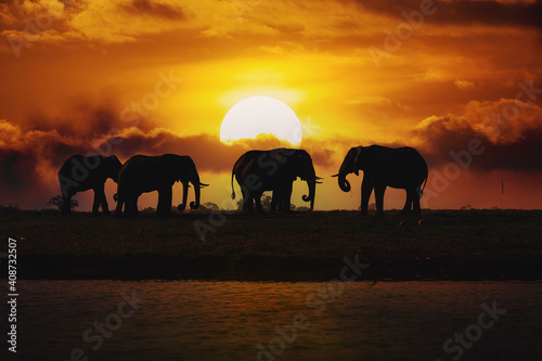 Evening silhouette over sunset of African Elephant, Botswana. Africa safari wildlife