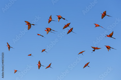 Fotografie flying flock of Bird Northern Carmine Bee-eater in large nesting colony of (Mero