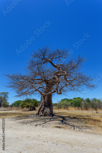 majestic old baobab tree against blue sky (Adansonia digitata) - Ngoma, Botswana Zimbabwe border photo