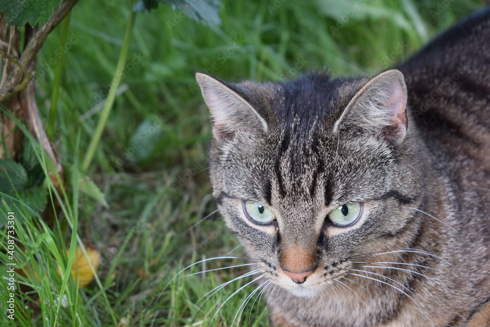 Katze im Gras