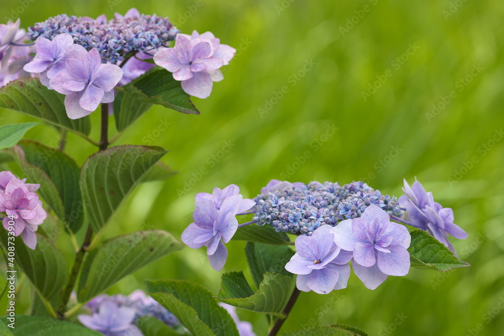 紫の紫陽花