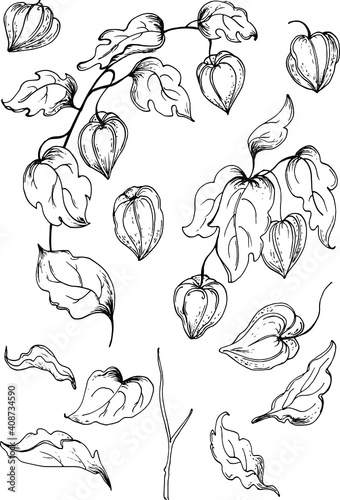 set of hand drawn elements of flowers physalis