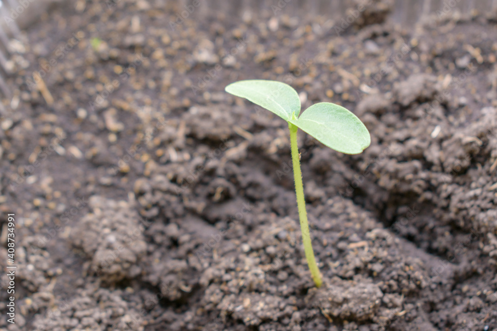 Green sprout on a background of fertile soil. Vegetable growth concept. Selective focus. Green sprout on a background of fertile soil. Vegetable growth concept. Selective focus.