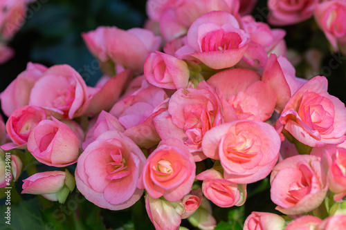 Rose flower in the garden at spring day.