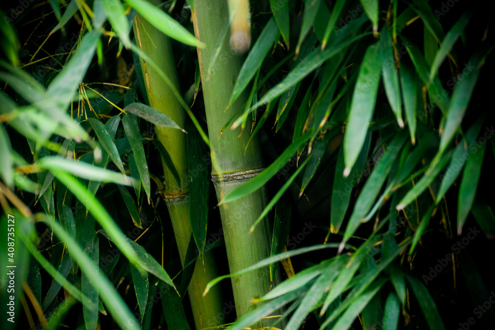 Fototapeta premium Green Bamboo grove in spring.