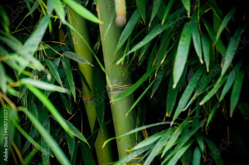 Fototapeta Naklejka Na Ścianę i Meble -  Green Bamboo grove in spring.
