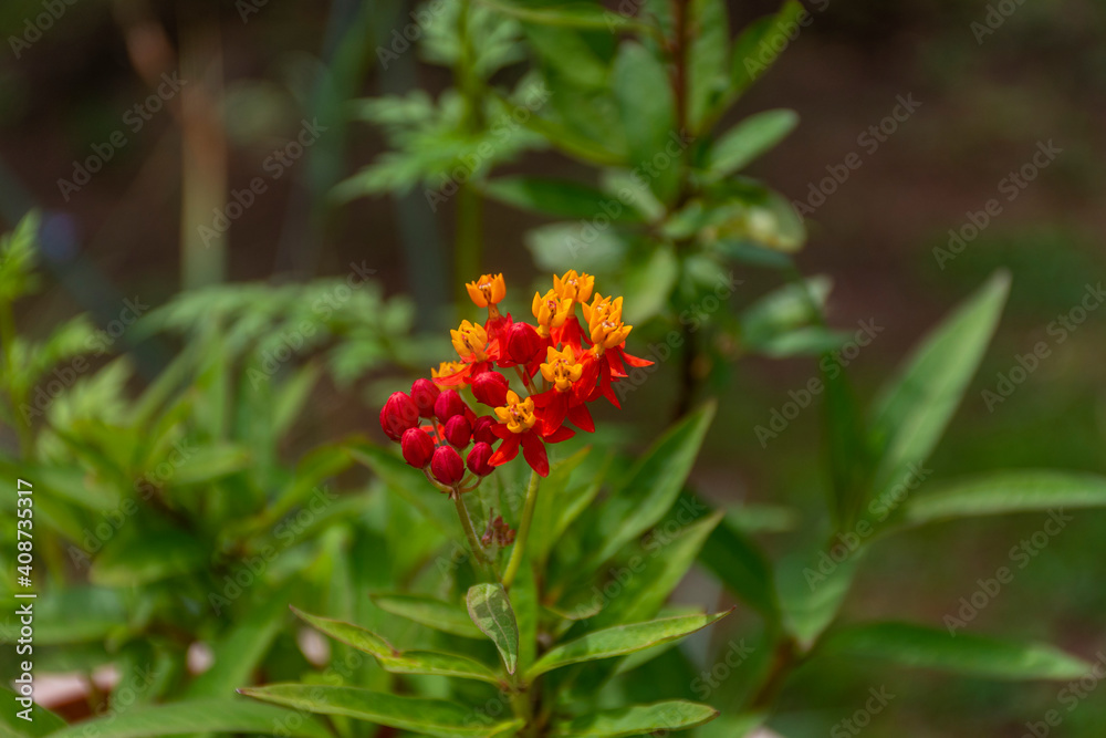 red and yellow flower red and yellow flower