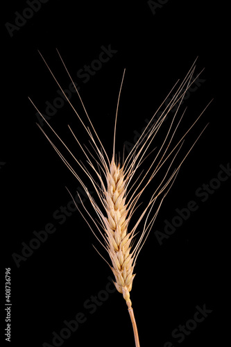 Barley Rice Isolated On Black Background. Cereal Plants Concept.