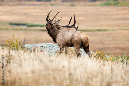 A large bull elk walks and talks