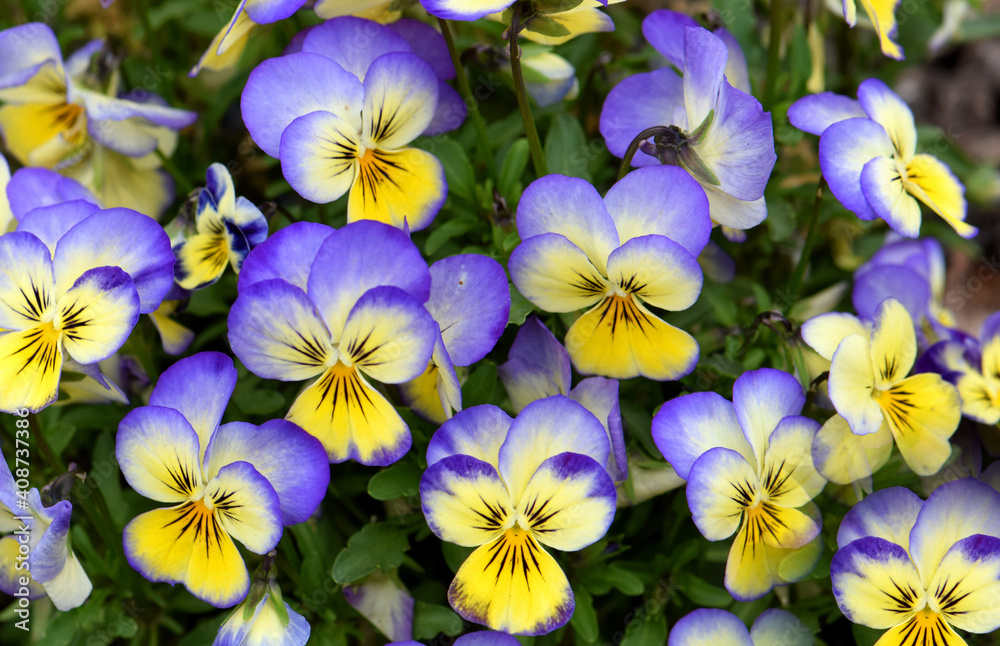Senta Serbia beautiful plant Viola Senta Serbia beautiful plant Viola
