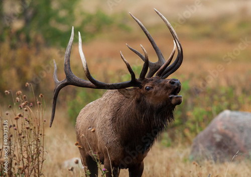 Trophy bull elk bugling in the Rut photo