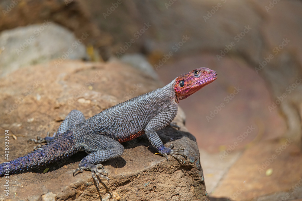 African Rainbow Lizard (Agama agama) on rocks. Bright orange head and scales. Large numbers of animals migrate to the Masai Mara National Wildlife Refuge in Kenya, Africa. 2016. African Rainbow Lizard (Agama agama) on rocks. Bright orange head and scales. Large numbers of animals migrate to the Masai Mara National Wildlife Refuge in Kenya, Africa. 2016.