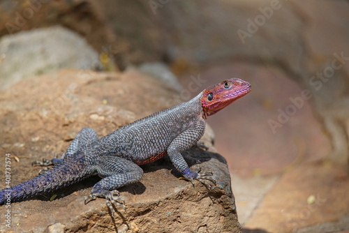 African Rainbow Lizard (Agama agama) on rocks. Bright orange head and scales. Large numbers of animals migrate to the Masai Mara National Wildlife Refuge in Kenya, Africa. 2016.