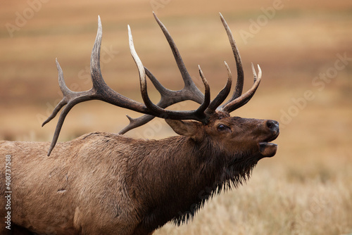 Side profile of a bugling Bull Elk photo