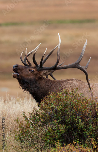 Bugling Bull Elk in a meadow