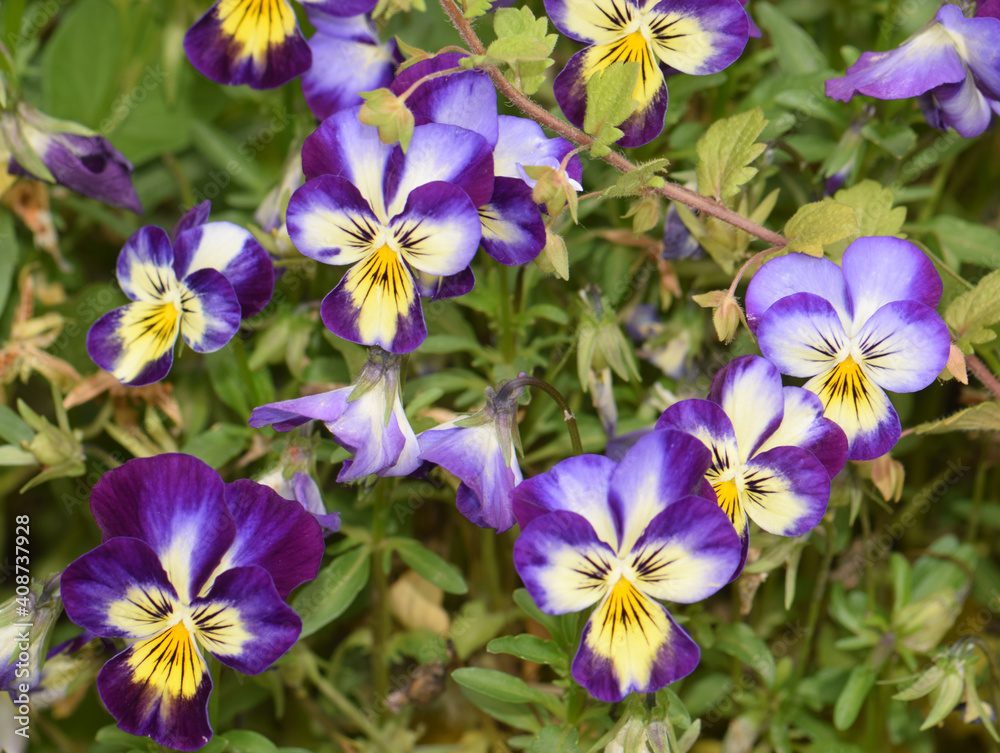 Senta Serbia beautiful plant Viola Senta Serbia beautiful plant Viola