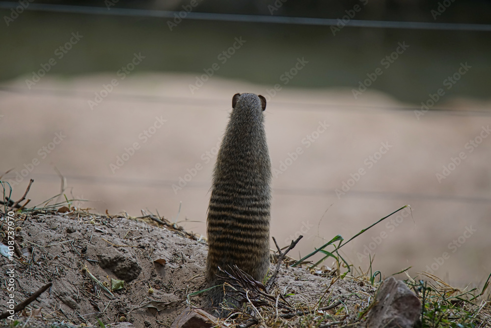 Obraz premium African Dwarf Mongoose standing on two legs. Gazing at the lake. Large numbers of animals migrate to the Masai Mara National Wildlife Refuge in Kenya, Africa. 2016.