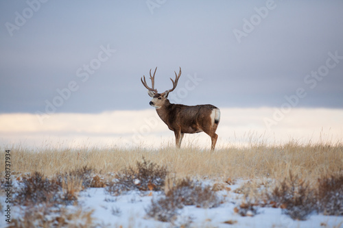 Large Mule Deer standing in a winter field