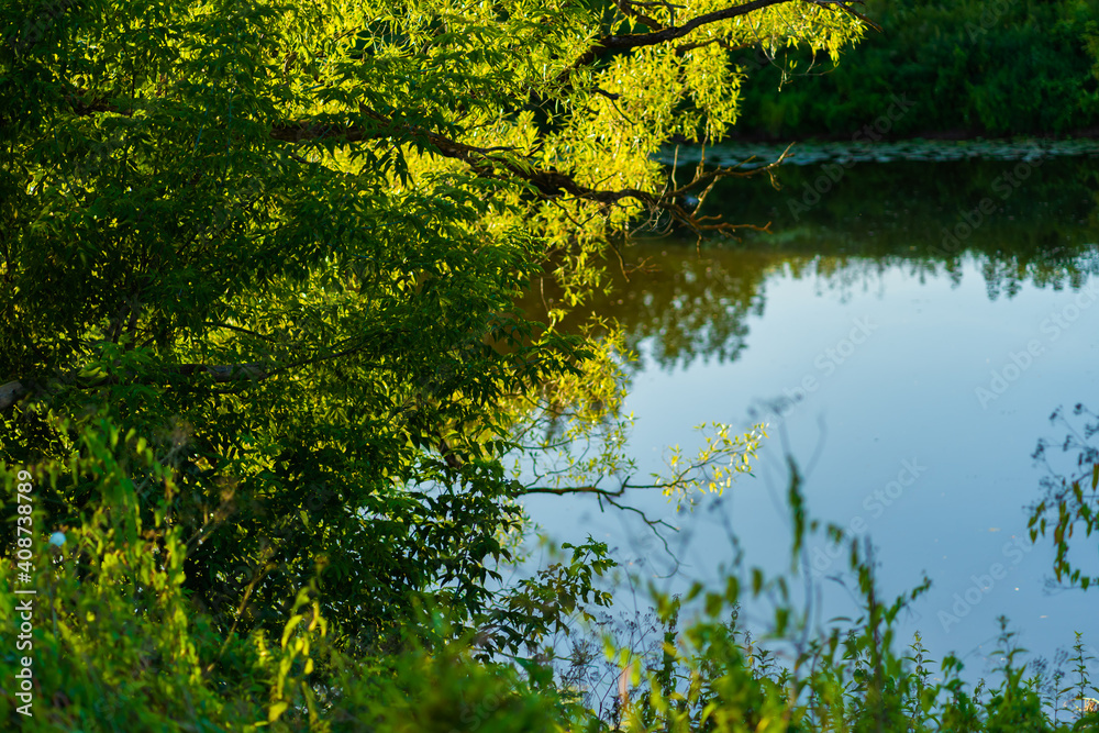 Fototapeta premium pond in the park