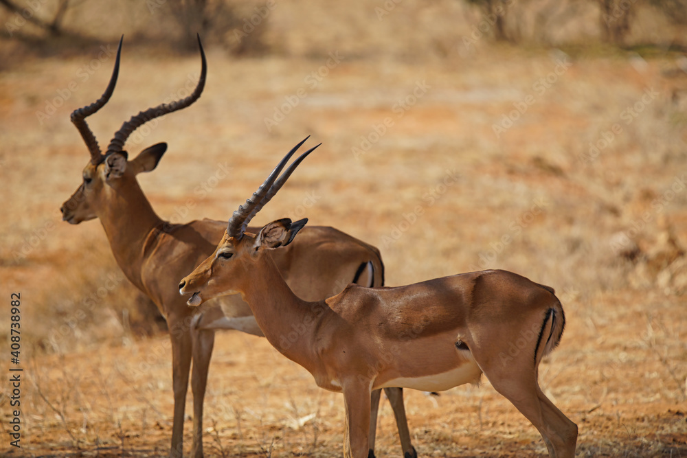 Naklejka premium Two African male impalas standing on the yellow grass. Both have horns. Large numbers of animals migrate to the Masai Mara National Wildlife Refuge in Kenya, Africa. 2016.