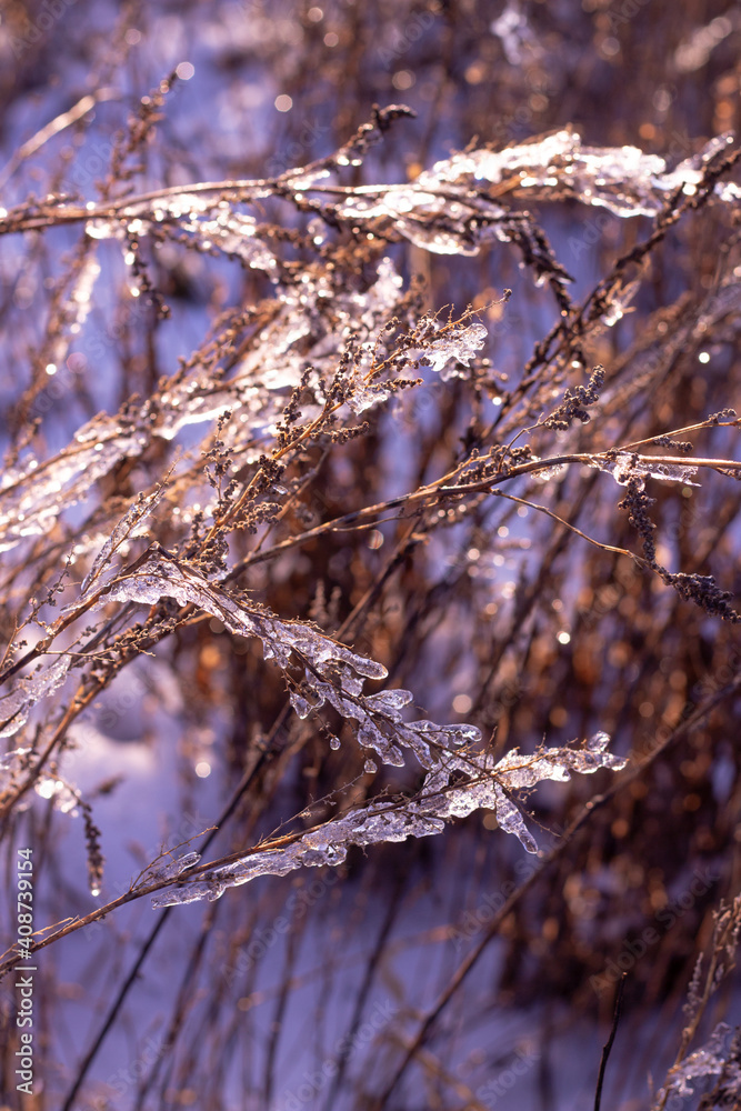 beautiful ice-covered branches in winter on a light purple background close-up beautiful ice-covered branches in winter on a light purple background close-up