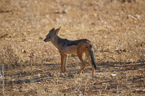 A Black-backed Jackal is standing on the hayfield. It stares into the distance. Large numbers of animals migrate to the Masai Mara National Wildlife Refuge in Kenya  Africa. 2016.