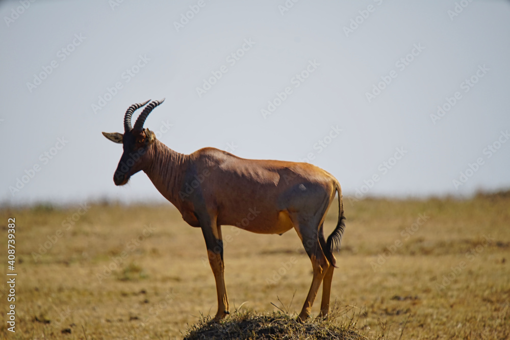 A male Topi (Damaliscus lunatus or Common tsessebe) standing on the grassland. Large numbers of animals migrate to the Masai Mara National Wildlife Refuge in Kenya, Africa. 2016. A male Topi (Damaliscus lunatus or Common tsessebe) standing on the grassland. Large numbers of animals migrate to the Masai Mara National Wildlife Refuge in Kenya, Africa. 2016.