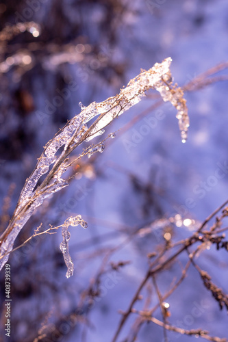 beautiful ice covered branch in winter on blurred light purple background close up
