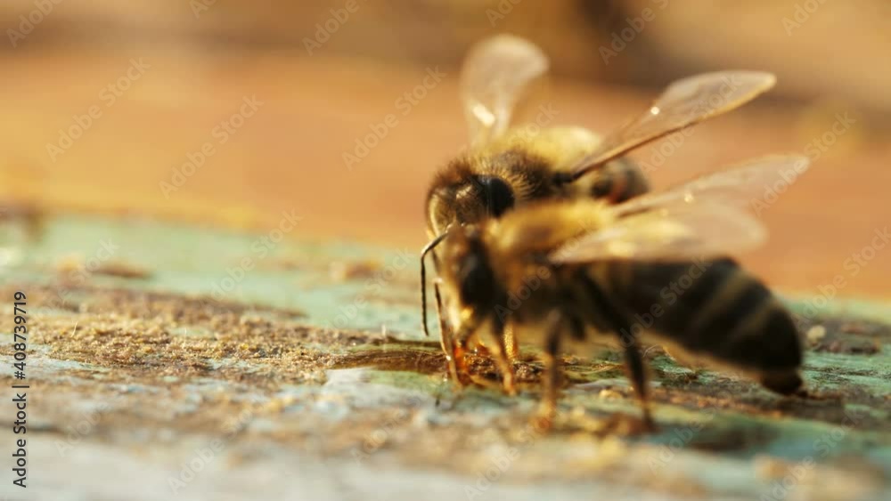 bees on honeycomb in a beehive. bees on honeycomb in a beehive.