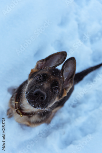german shepherd puppy