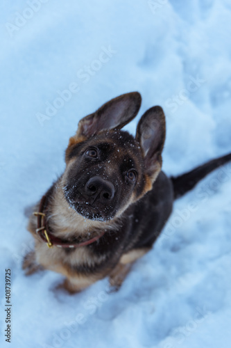 german shepherd dog