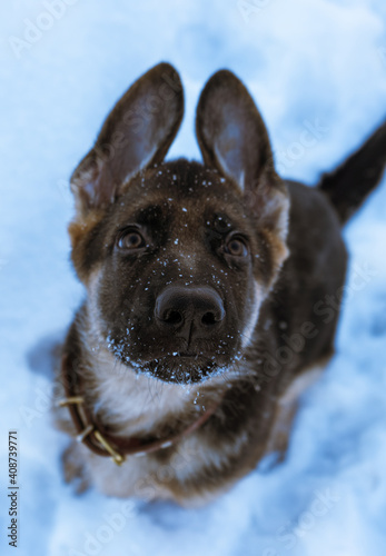 german shepherd dog