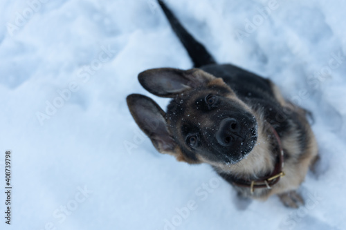 puppy on snow