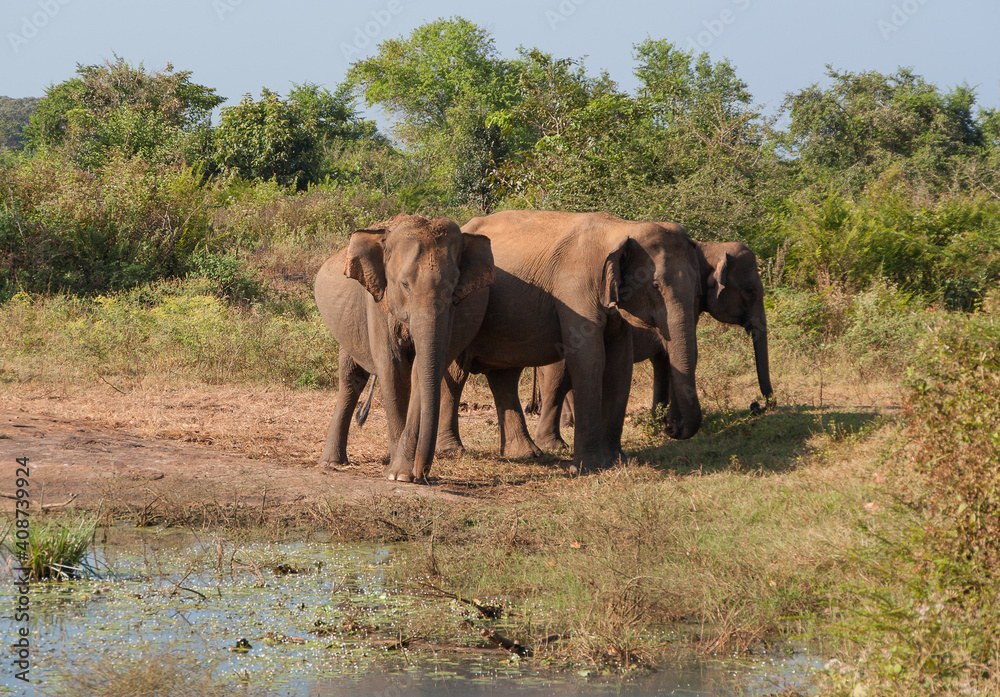 Fototapeta premium Elephants on the defensive