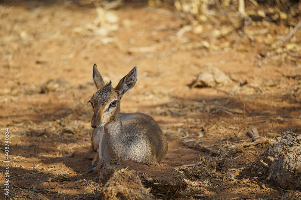 Little Grant's Gazelle sits on the grass in the shade of the trees. Large numbers of animals migrate to the Masai Mara National Wildlife Refuge in Kenya, Africa. 2016.